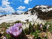58 Sui pratoni a solatio Crocus vernus bianchi e violetti, su quelli a bacìo ancora neve